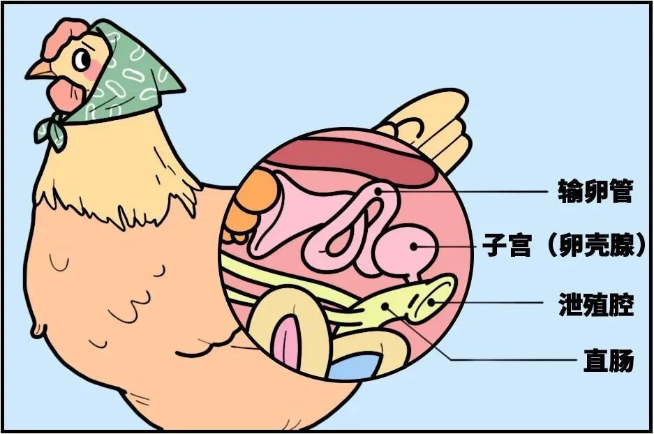 一种常见的东西,长了"斑点"也能吃