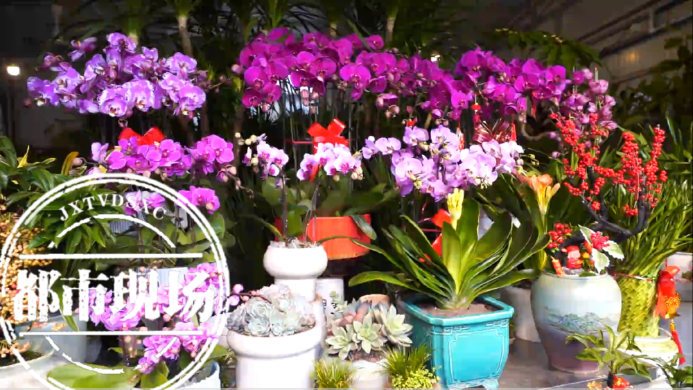 南昌市民:我买了月季,买了蝴蝶兰,还买了兰花.