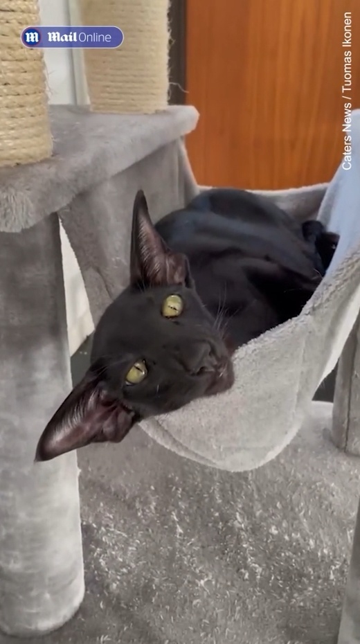 长得黑豹又像蝙蝠,这只"四不像"黑猫,画风有点帅啊_腾讯新闻