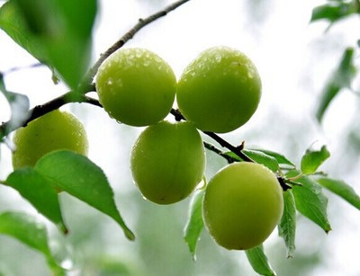 晚潮|梅子熟时,杨梅红