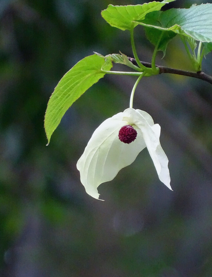 如白鸽飞舞,"植物界的大熊猫"珙桐树开花啦!