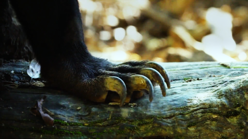 5只黑熊熊掌被青岛海关查获,熊掌对熊多重要?为何成人类垂涎目标?