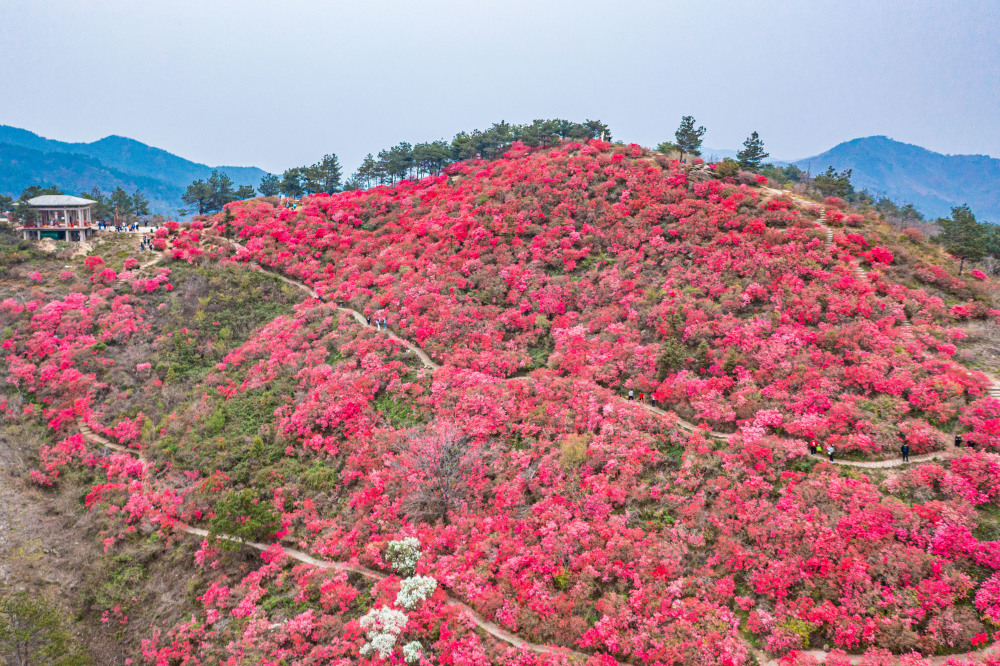 四月,武汉这座景区红了!是漫山遍野的映山红_腾讯新闻