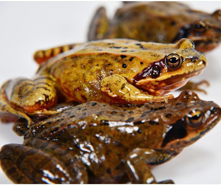 它是东北的四大山珍之一,带你了解东北林蛙