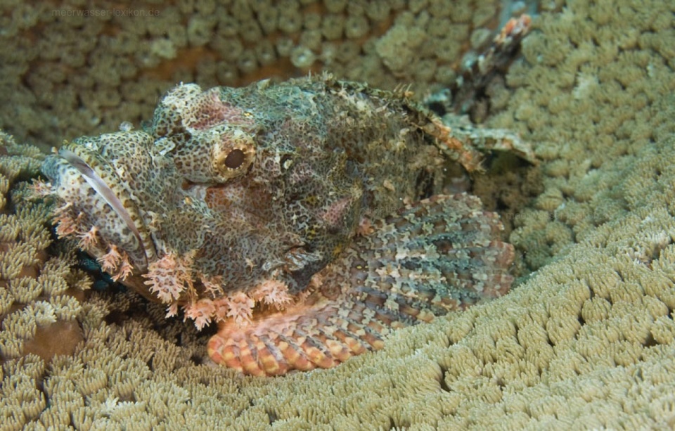 宁波渔民捕到怪鱼被叫做虎鱼的它是什么世界最毒珊瑚鱼近亲