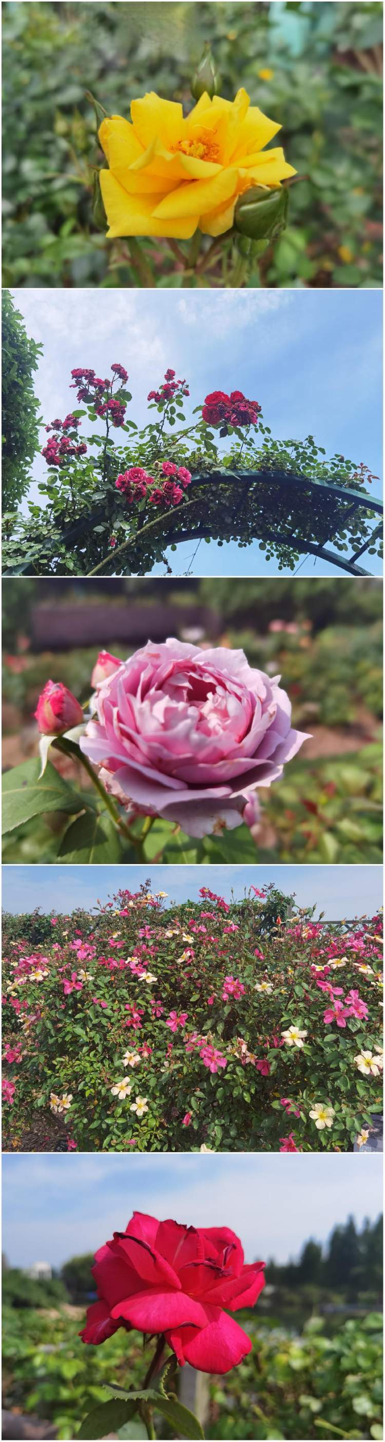 浪漫爱人月季花图片图片