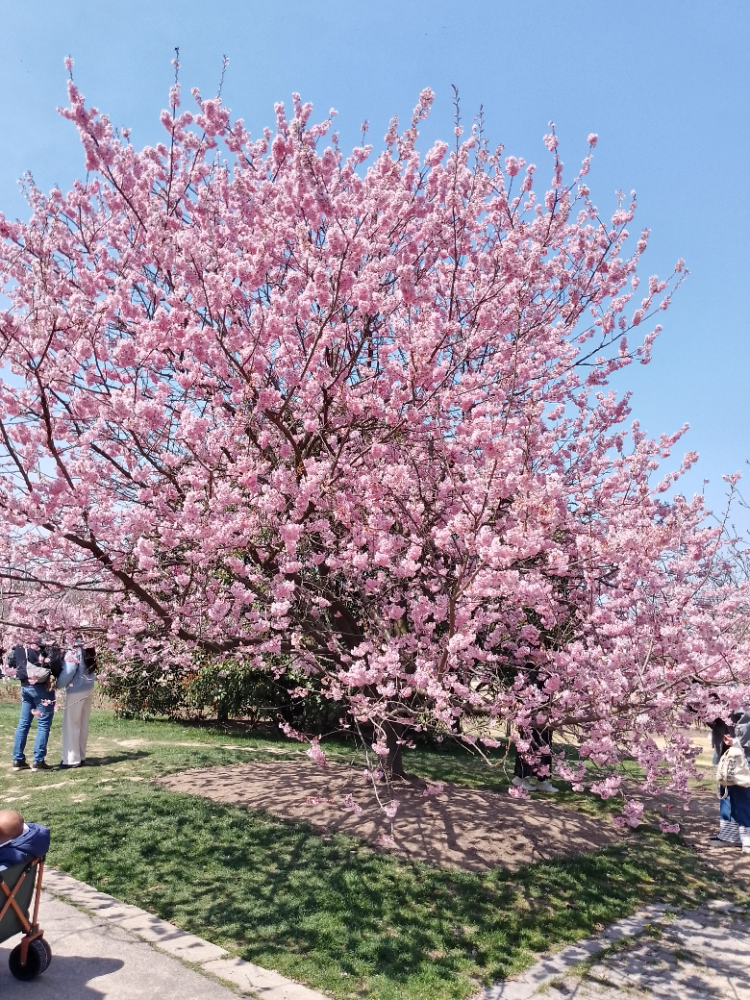 被"卷"到的上海绿化带,到底有多美?|周到拍客