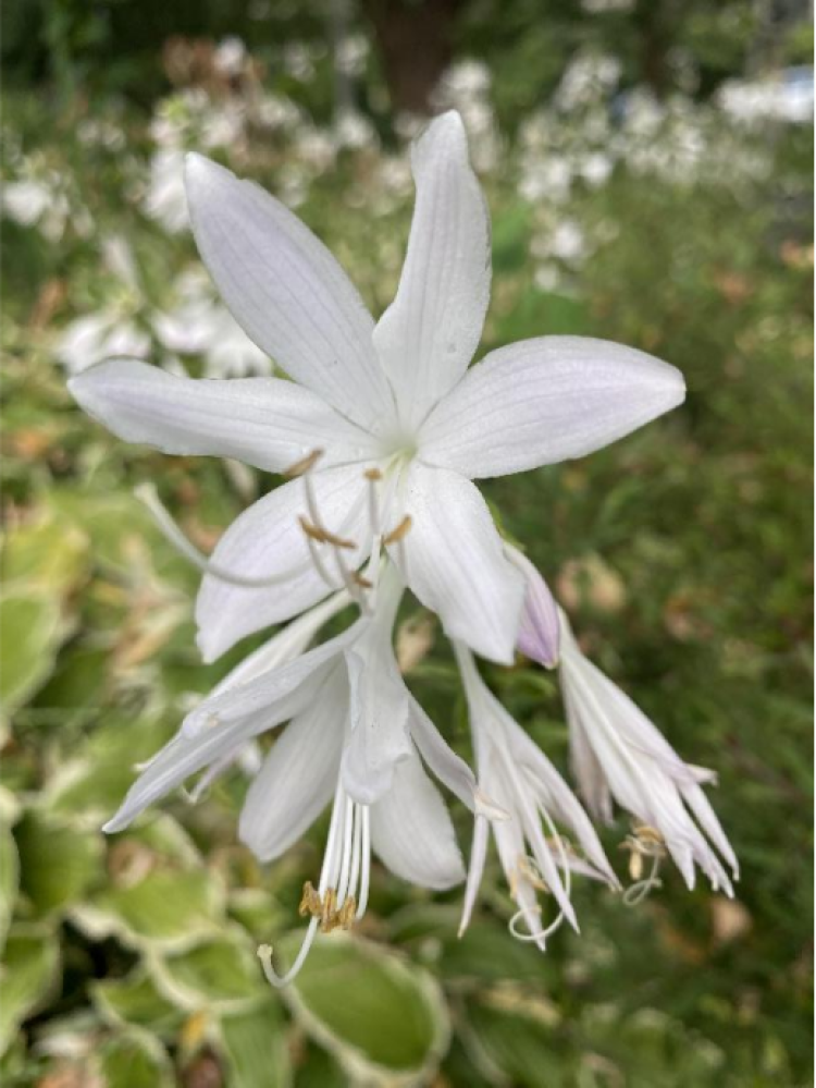 玉簪花开花色如玉