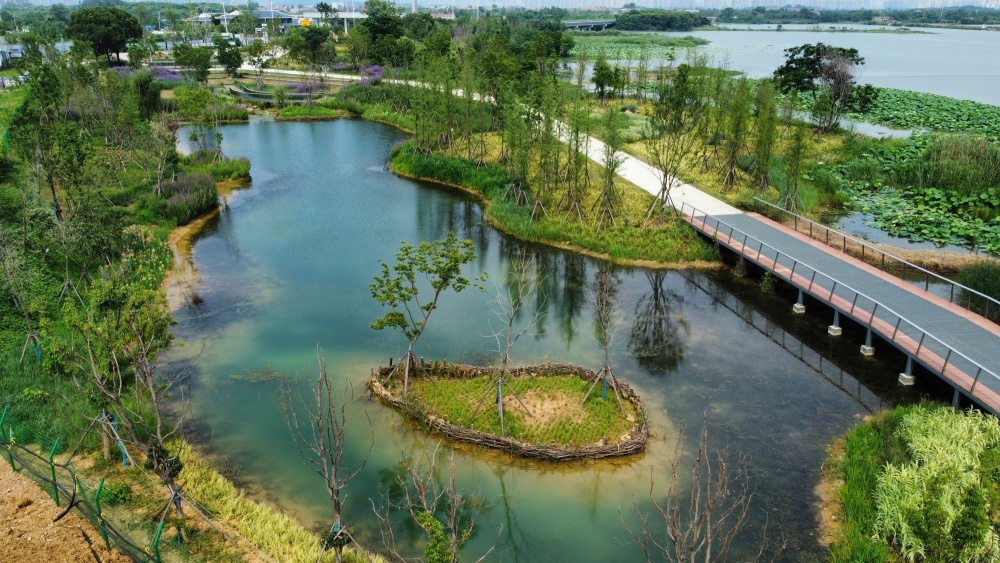 滨江生态湿地图片