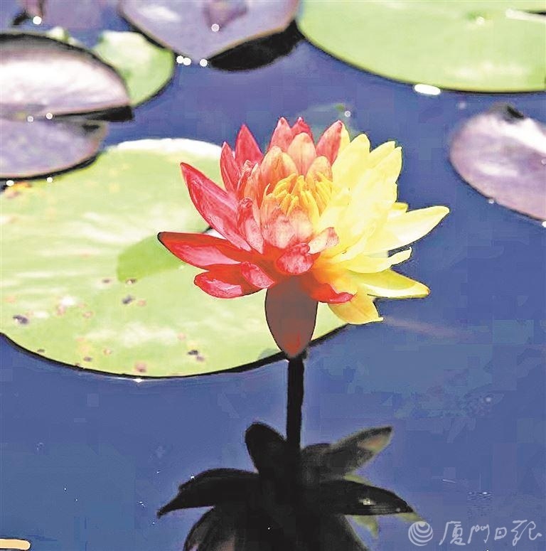 好运莲莲浪漫满树看鹭岛繁花接力绽放