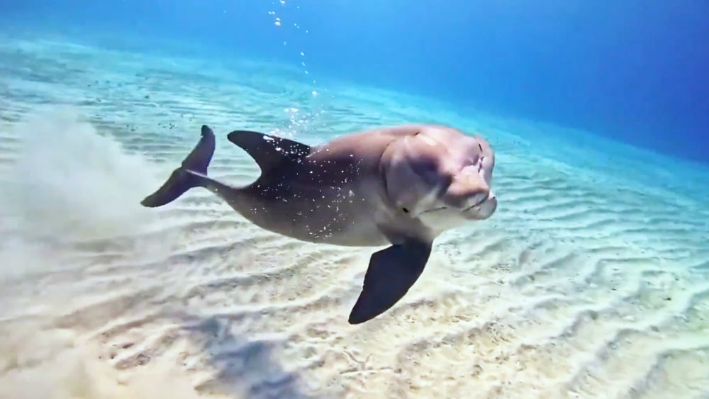 青岛海域保洁人员救助被渔网缠身海豚,真懂得乖乖配合?或已无力挣扎