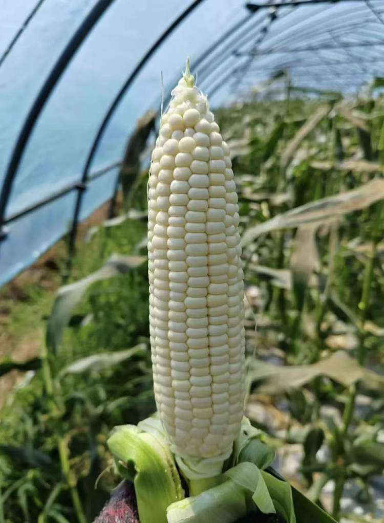 "红得发紫"的玉米成熟了,嚼起来像玉米软糖丨初夏的金山味道②