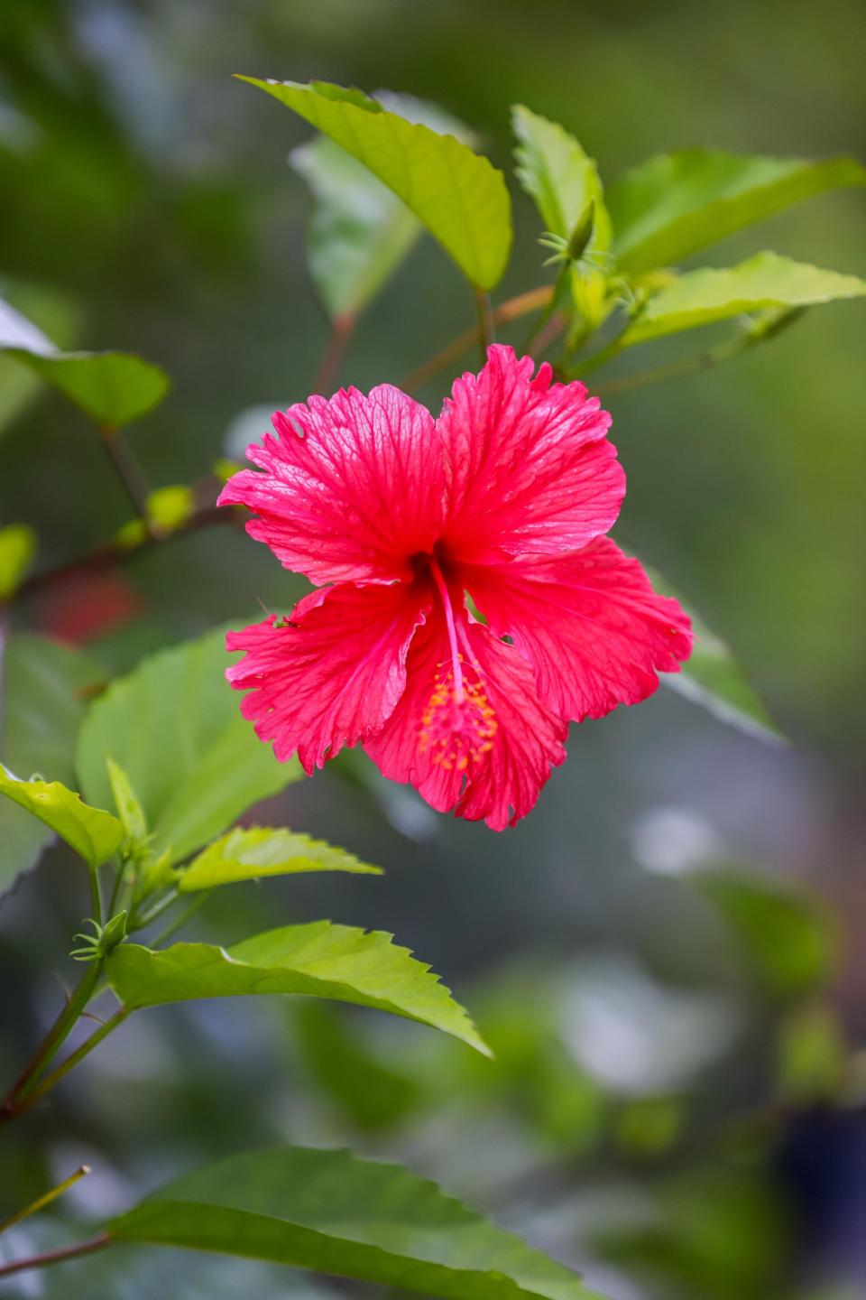槟城升旗山,联合国生物圈保护区之一,马来西亚国花就在这里发现