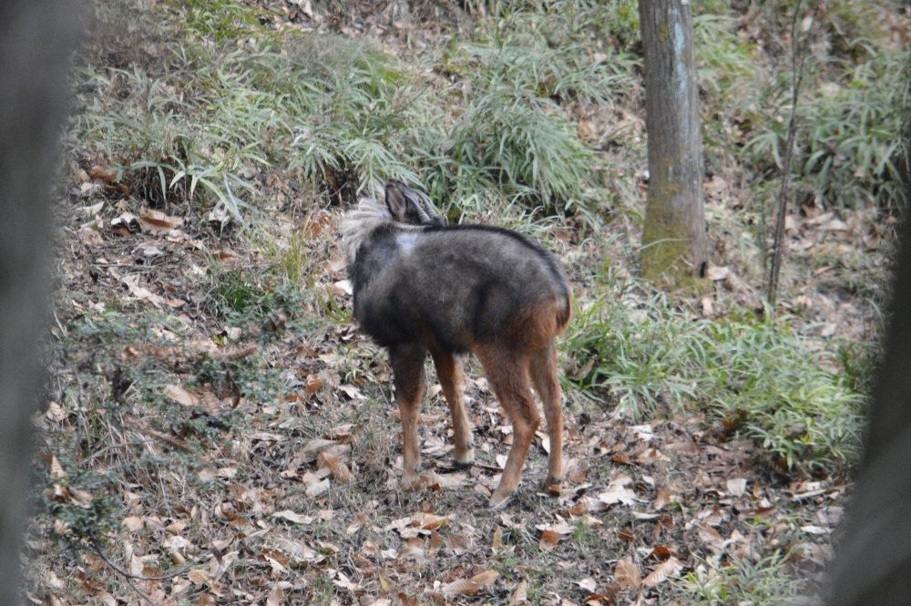 中华鬣羚现广东稀有四不像是姜子牙坐骑它如何在陡崖健步如飞