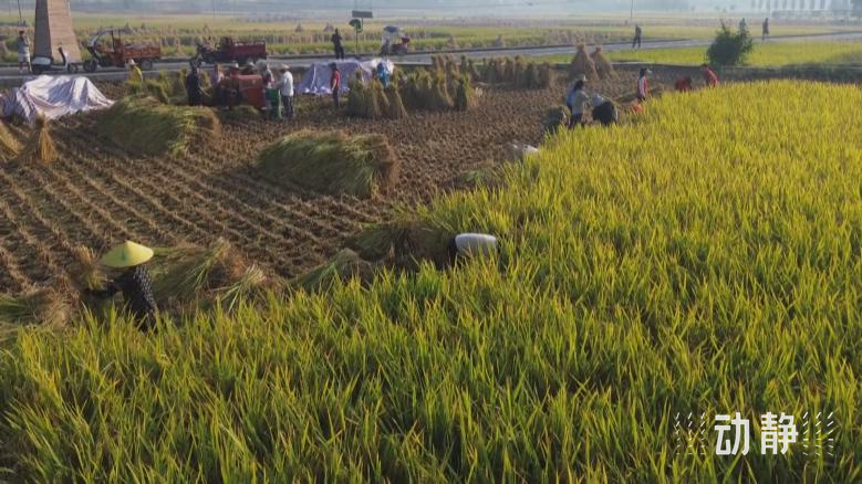 仁怀市茅坝镇产业发展服务中心主任李太美告诉记者,因地制宜以"稻 "为