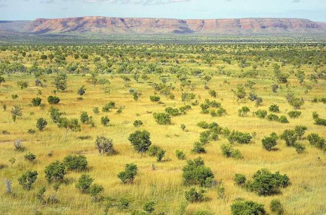 为什么在海南岛西部,会出现我国唯一的"热带稀树草原景观"?_腾讯新闻