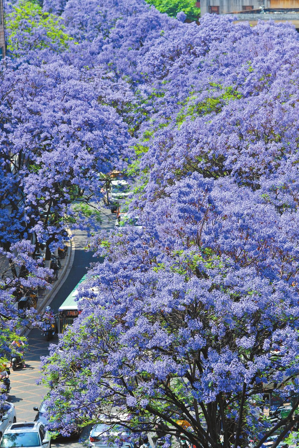 以蓝花楹之名 为春城圈粉