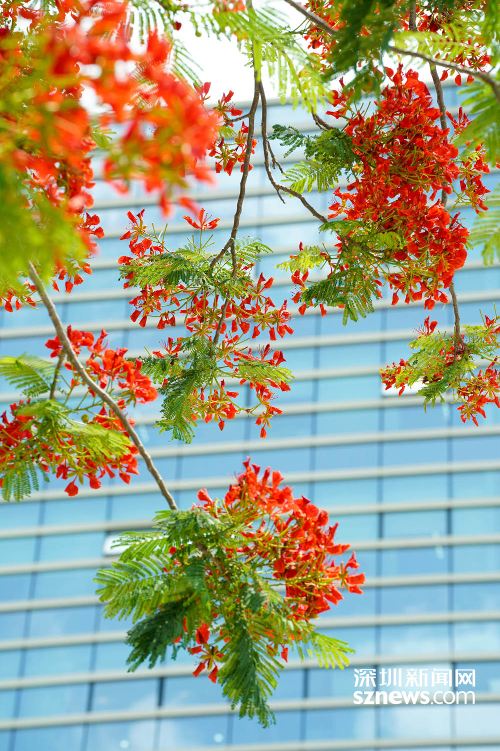 凤凰花绝美盛放,打卡走起