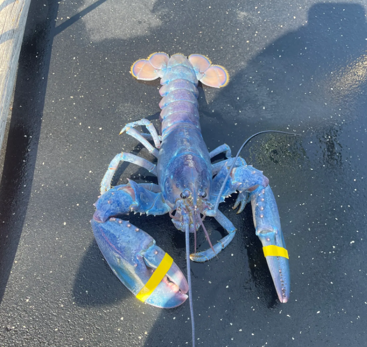 美国渔民捕获罕见"棉花糖"龙虾,出现概率亿分之一