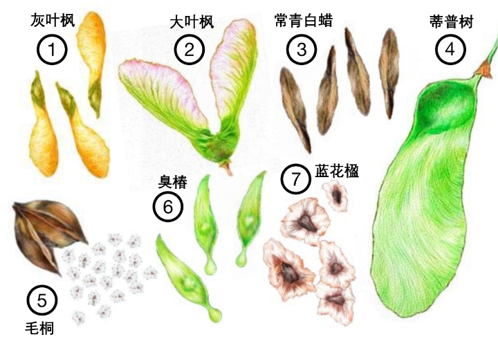 它们中有的进化出了类似于螺旋桨形状的种子(如下图中的①②③④)或者