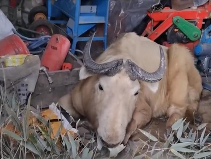 陕西宝鸡发现"黄彪",闯进村庄吃喝拉撒,全村人都来围观神兽_腾讯新闻