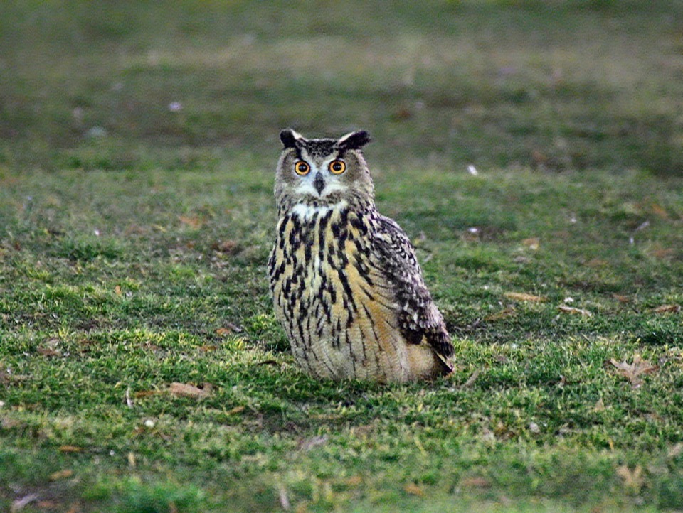 猫头鹰逃出纽约动物园重获自由,然而仅仅一年,意外发生了_腾讯新闻