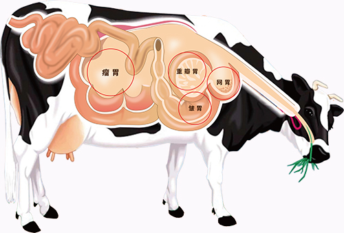 牛作为反刍动物有四个胃,摄入粗饲料后储存在瘤胃里,之后再细嚼慢咽地