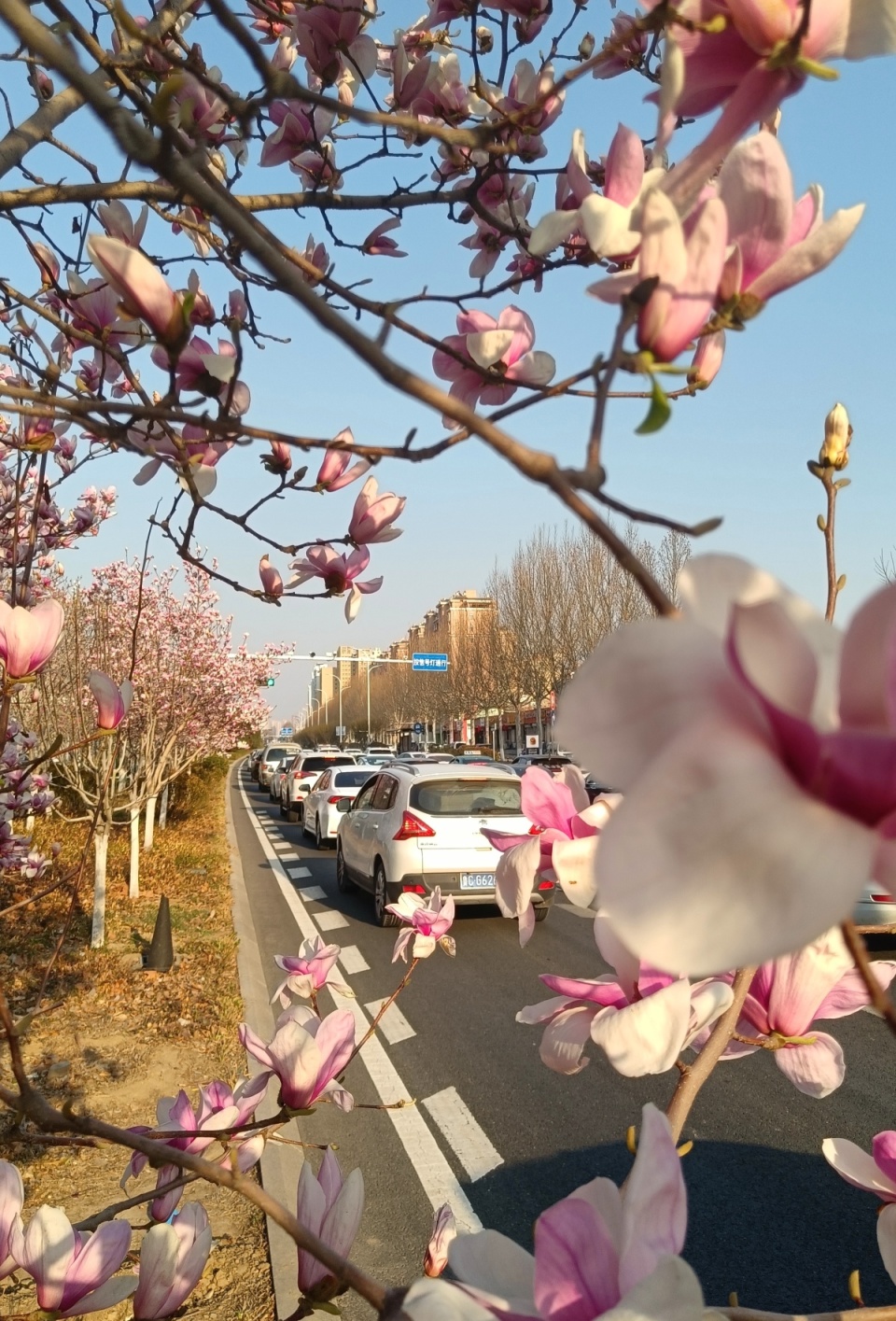 博览组图丨城市春景图