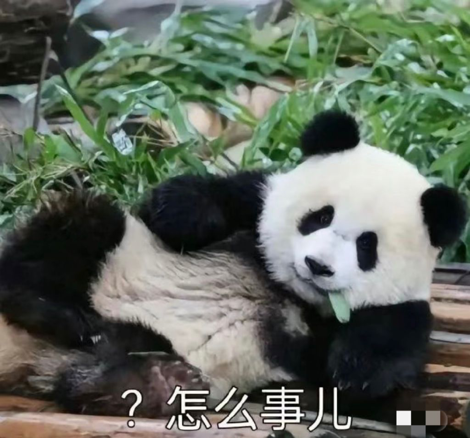 洪金宝熊猫图片