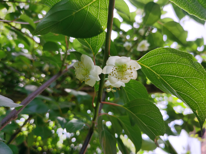 大籽猕猴桃开花啦,这种珍稀濒危植物你见过吗