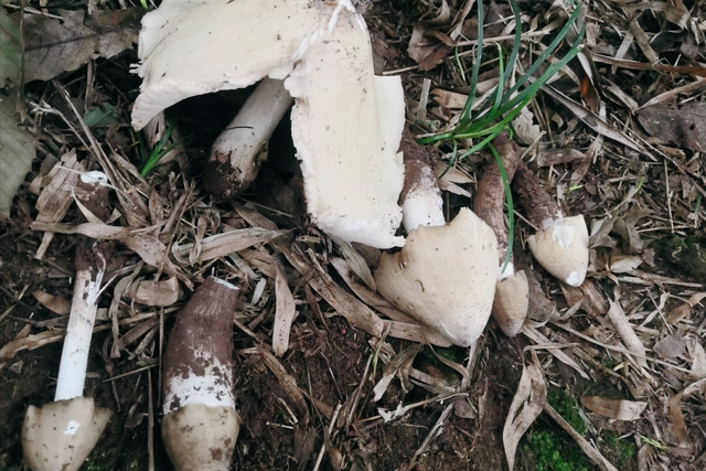 云南鸡枞菌上市变奢侈品,价格翻了10倍,今年卖1200元一斤_腾讯新闻