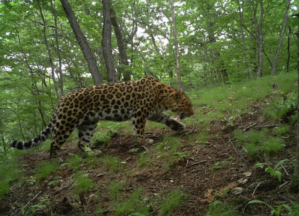 河北太行山发现华北豹,我国的豹子都分布在哪些地方?
