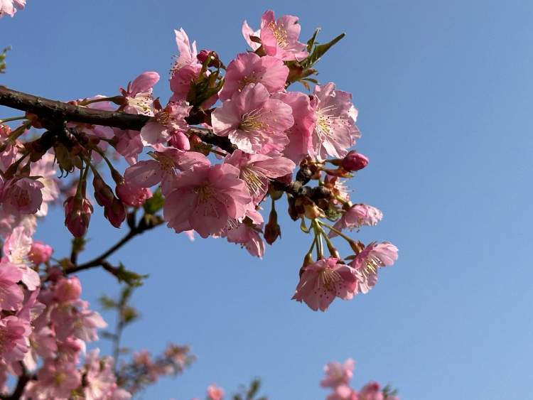 河津樱照片图片