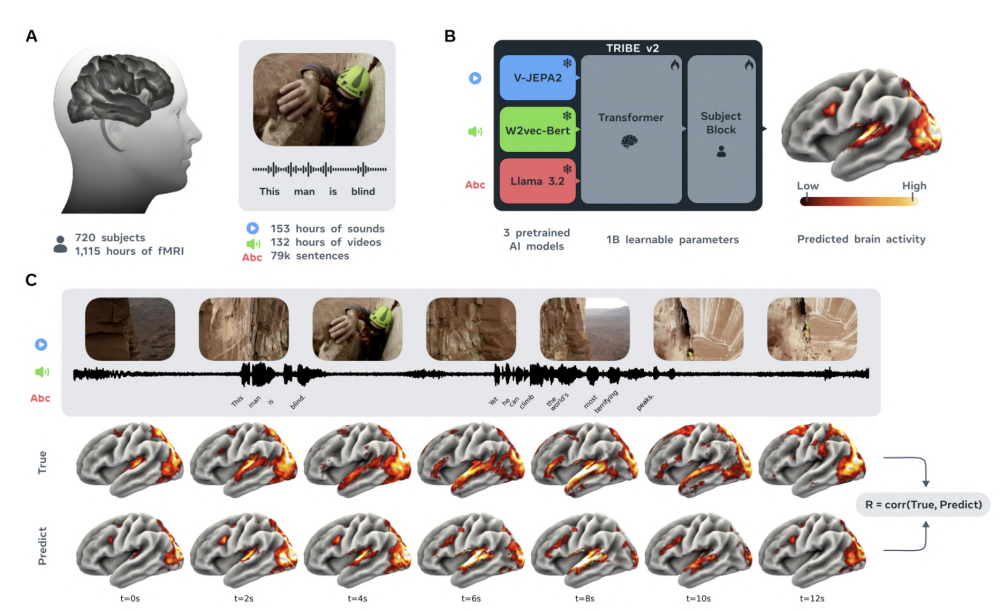 TRIBE v2 输入输出流程图