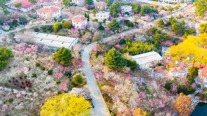 青岛梅园本周末将迎来最佳观赏期_腾讯新闻