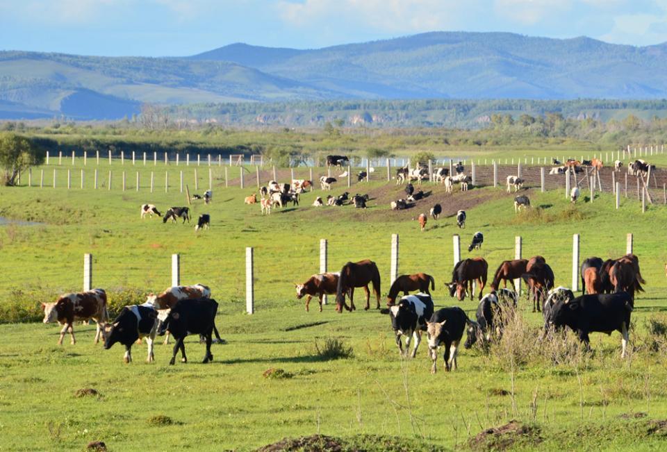 额尔古纳的湿地风光
