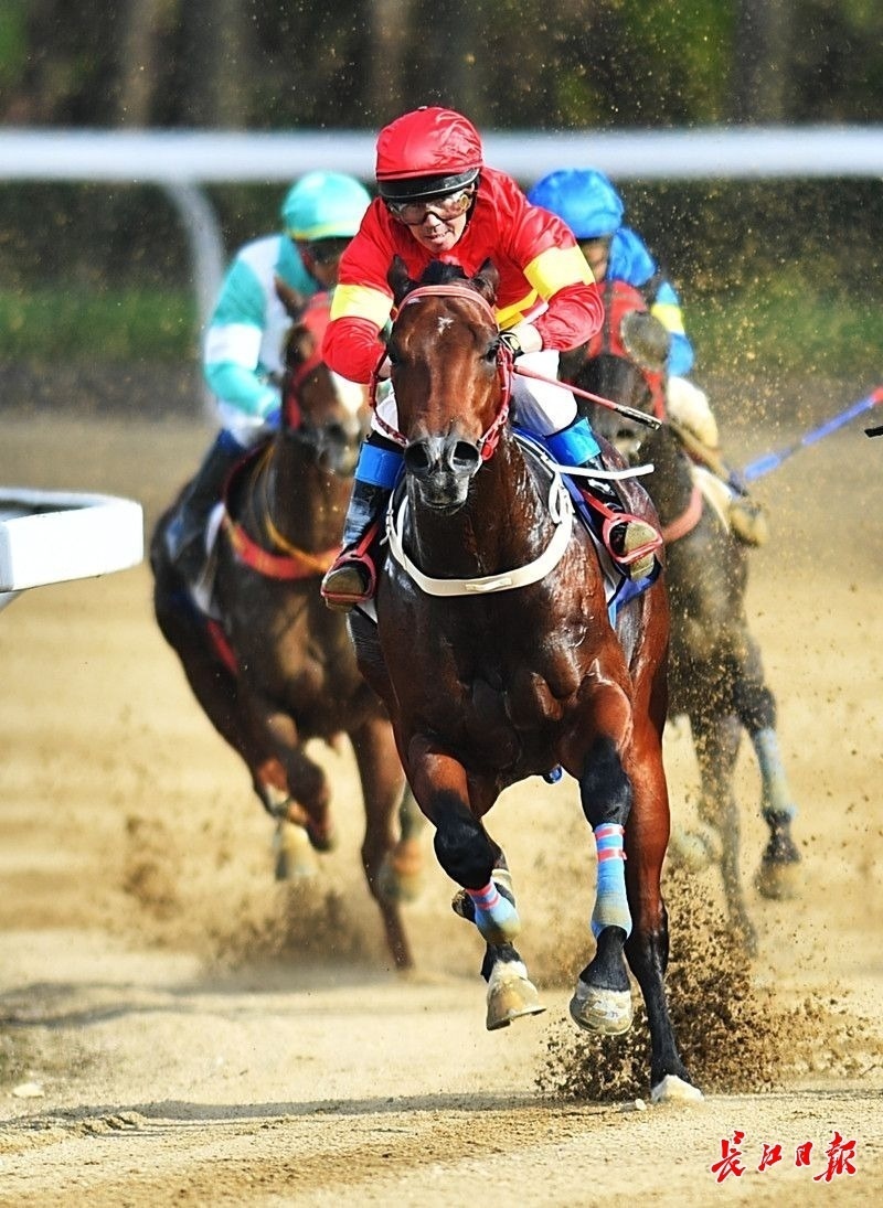 顶尖赛驹江城争先2023全国速度赛马冠军赛收官