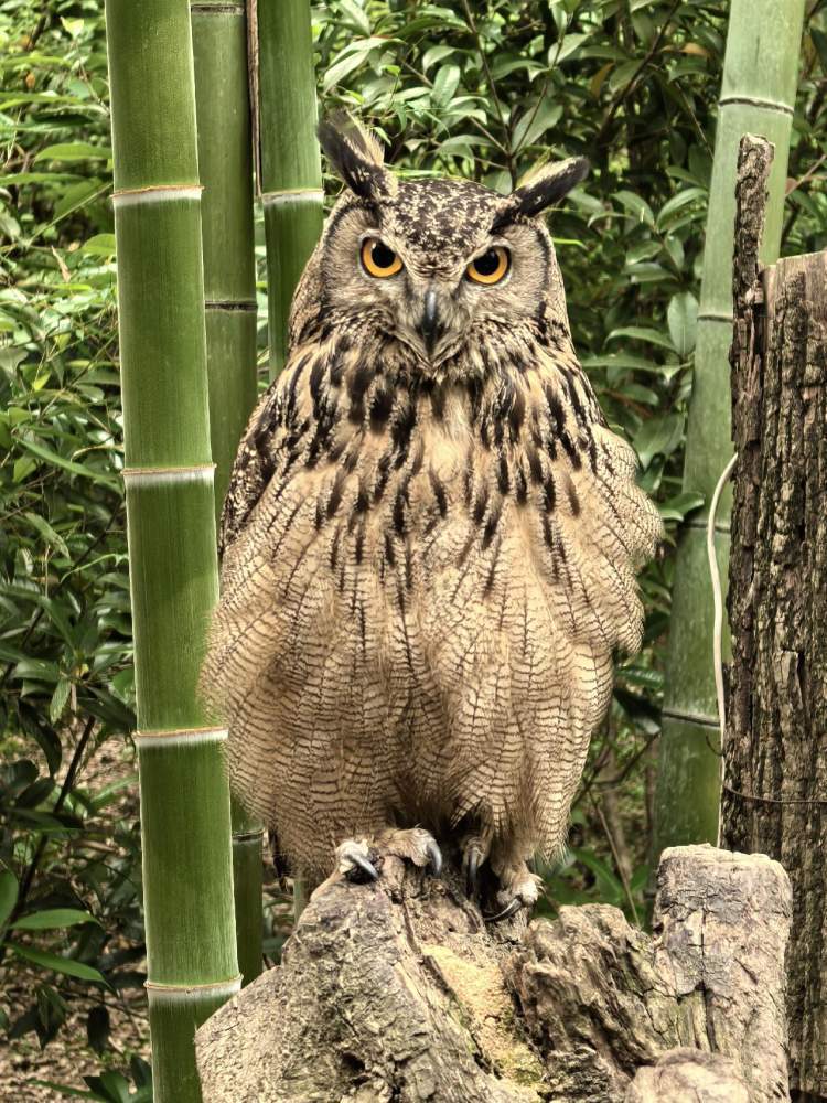 与野生萌宠动物的邂逅