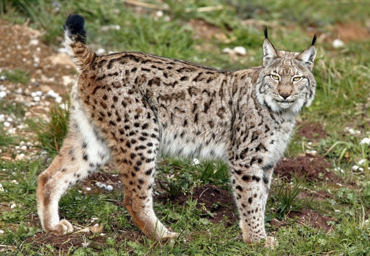 青海牧民跟拍猞猁遭回瞪它是哪种猞猁最大的猞猁有猎鹿伤狼记录