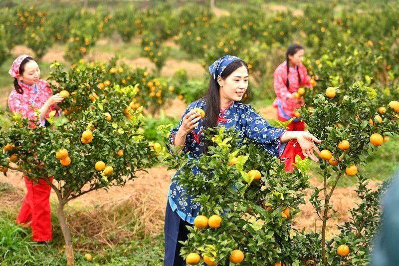 重庆忠县柑橘成熟采摘忙