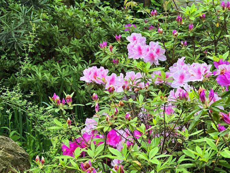 杜鹃花轰轰烈烈地开放起来了