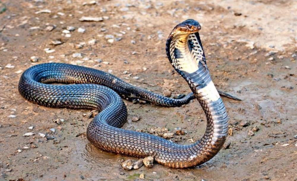 剧毒原生蝮蛇奉贤田野里有很多!