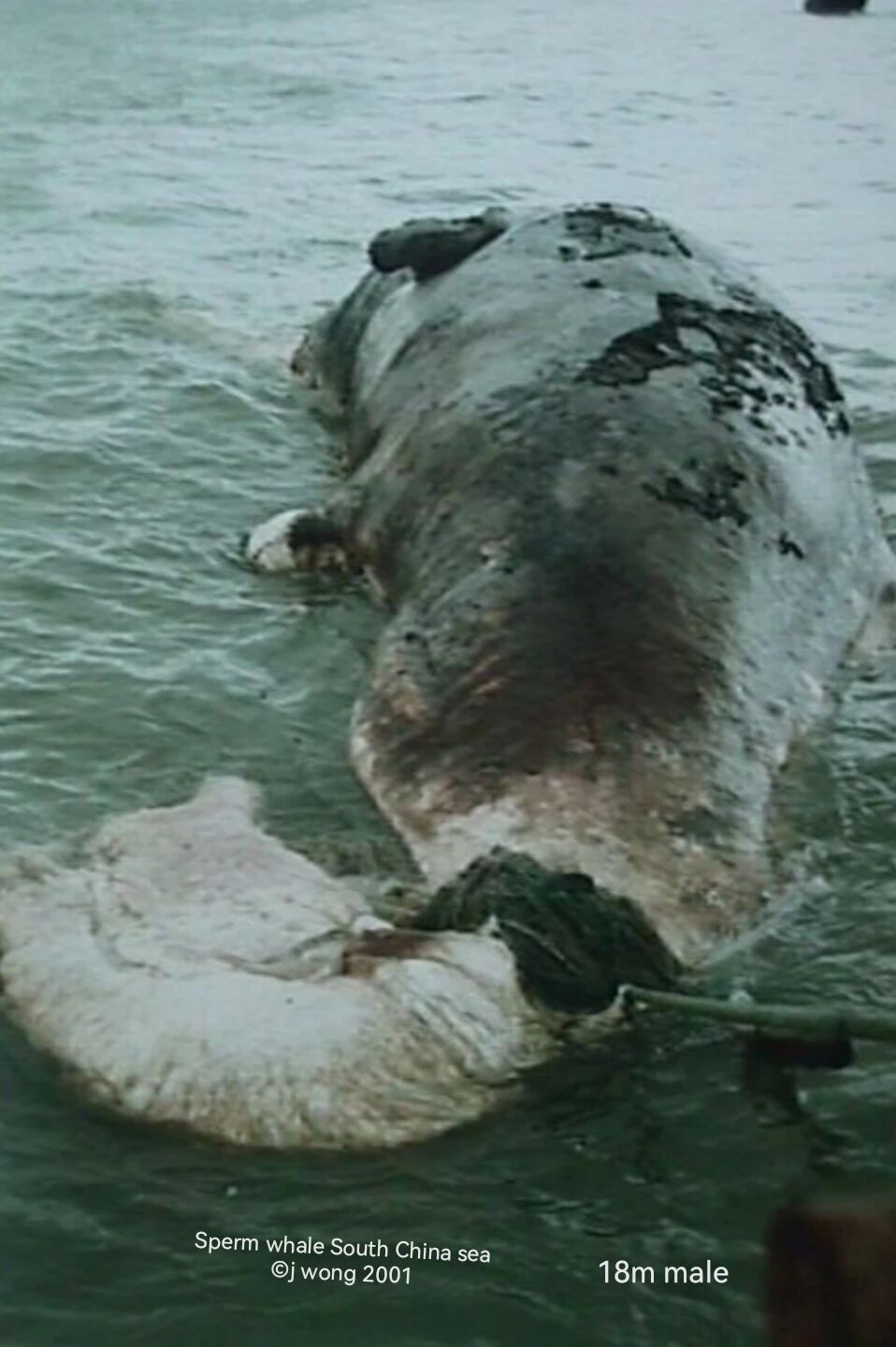 鲸鱼那层脂肪，曾点亮了西方300年-腾讯新闻