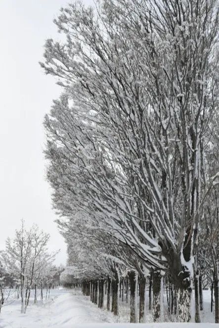 雪树银花营区雪景训练场上银装素裹,雪树银花在新训大队的初雪
