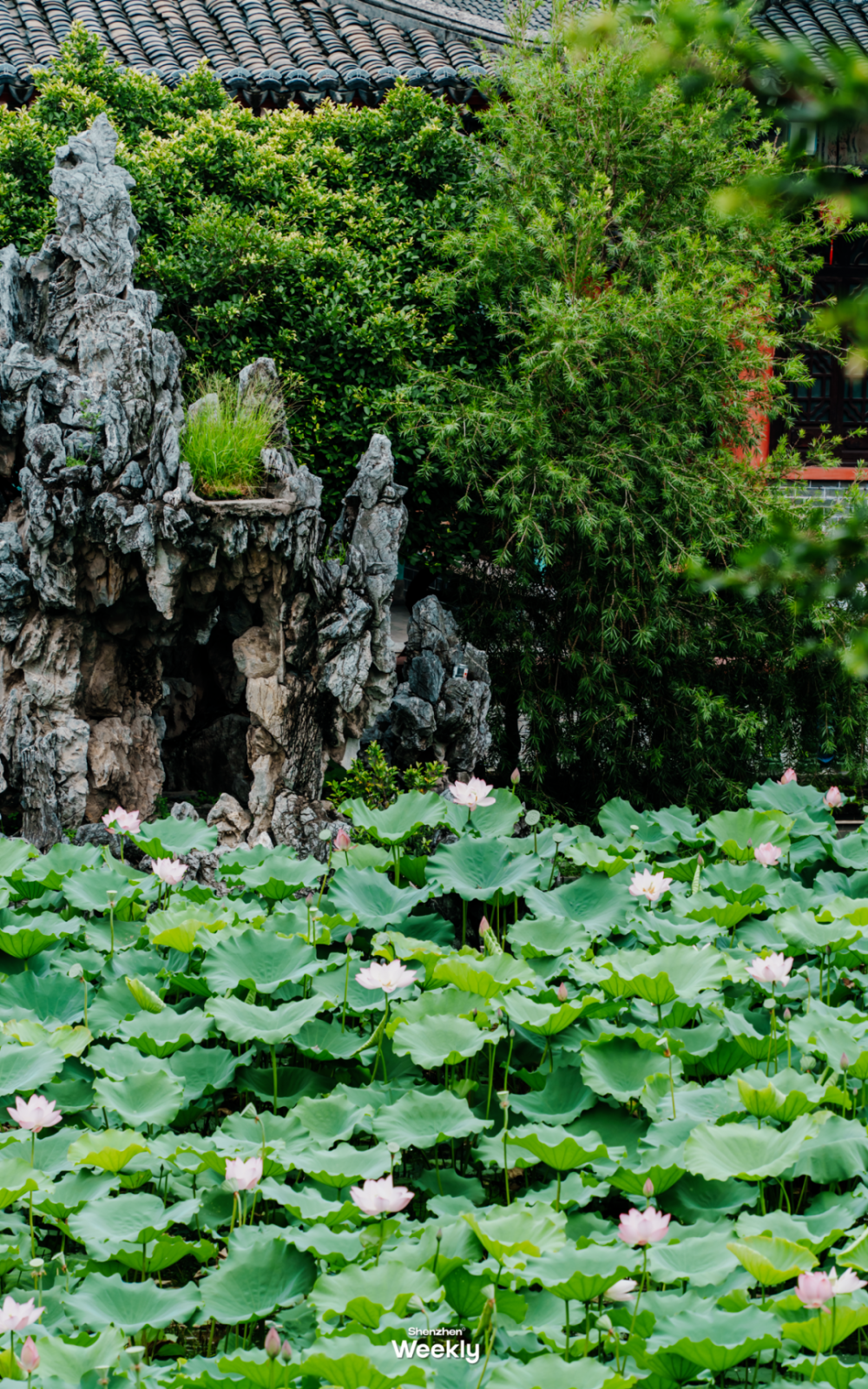深圳荷花地图,更新了