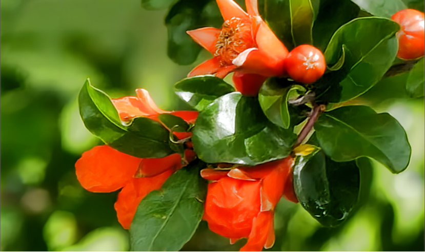 西安市花"石榴花"绽放广州"小蛮腰"_腾讯新闻