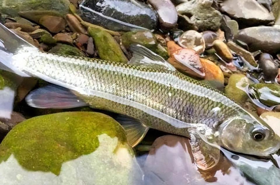 重庆女子钓到51条多鳞白甲鱼,鳞片有月形黑斑,民警上门将其放生