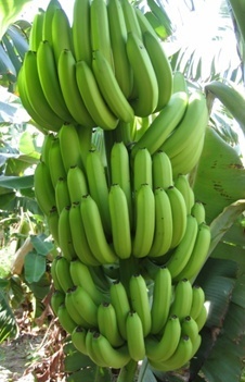 三,粉蕉粉蕉又称米蕉,奶蕉,给人一种"矮胖"的感觉,果柄短,果身近圆形