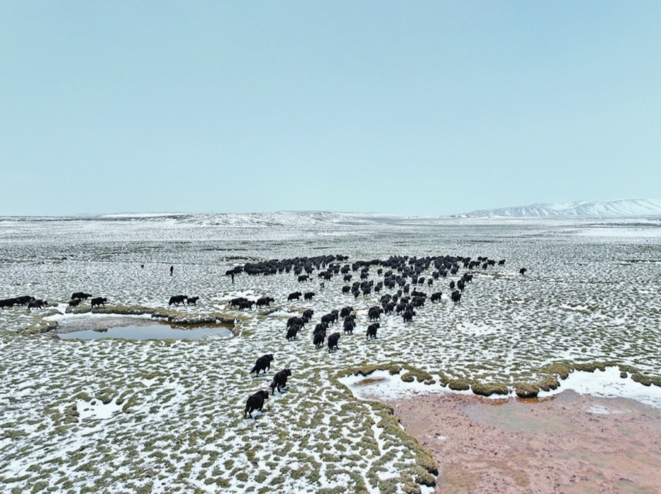 摄青海新闻网·大美青海客户端讯 五月底,来到玉树藏族自治州曲麻莱县