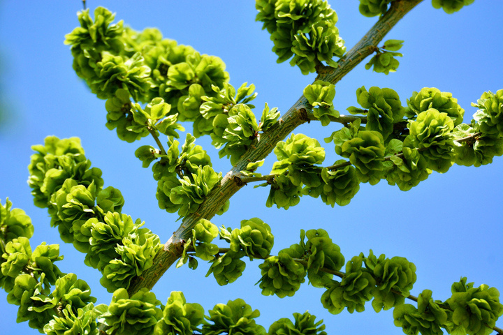 晚潮|榆树与枫杨往事